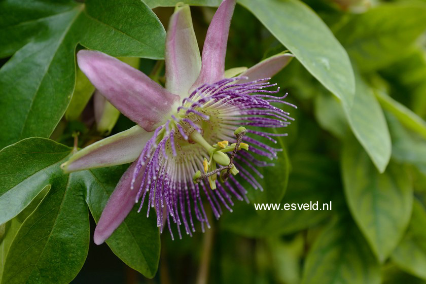 Passiflora 'Imperatrice Eugenie'