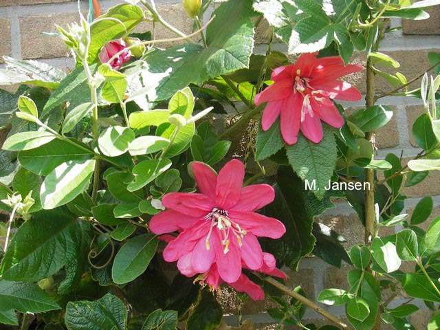 Passiflora 'Pink Passion'