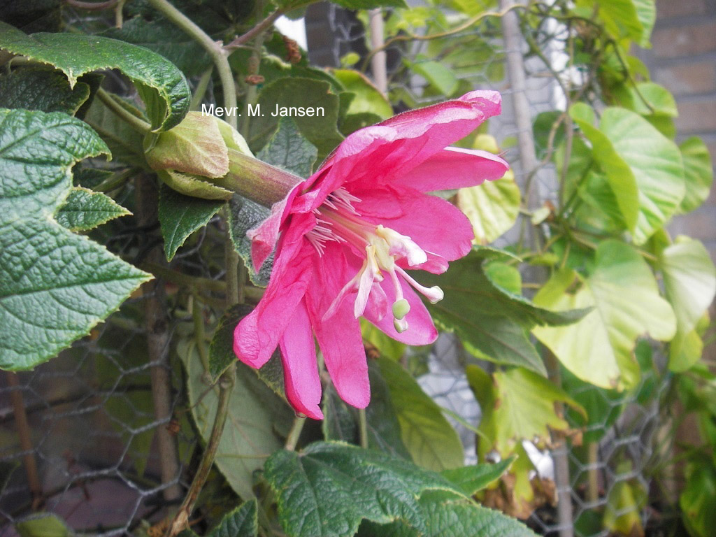 Passiflora 'Purple Passion'