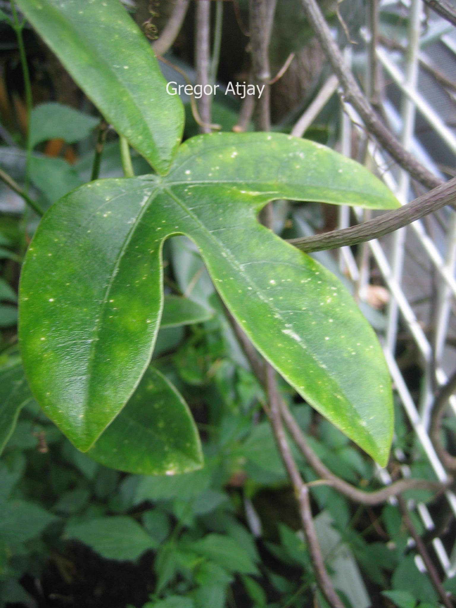 Passiflora racemosa