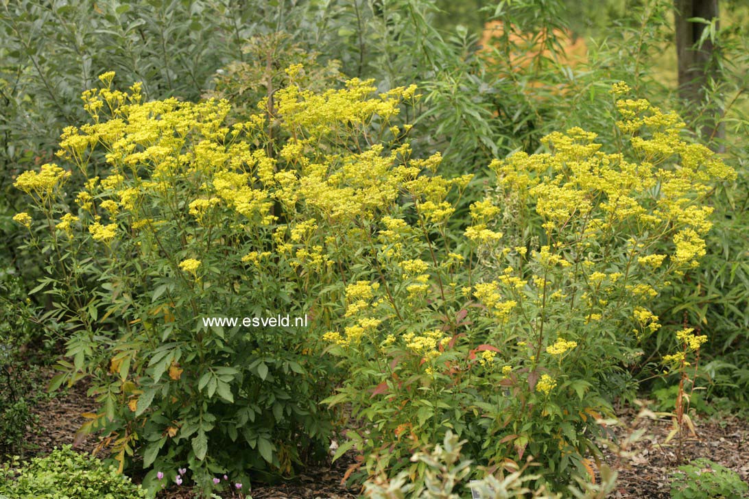 Patrinia scabiosifolia