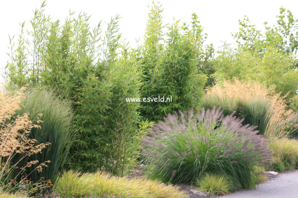 Pennisetum alopecuroides 'Japonicum'