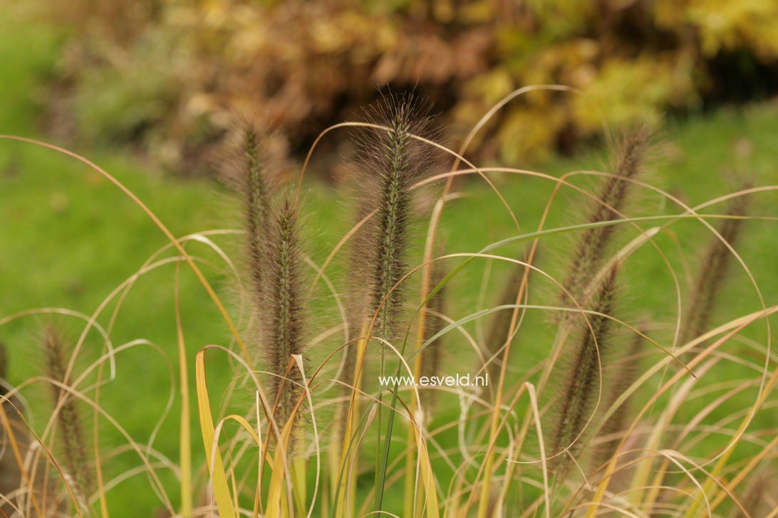 Pennisetum alopecuroides 'Moudry'