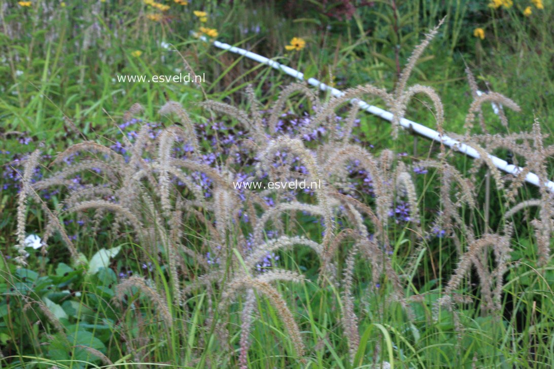 Pennisetum orientale 'Tall Tails'