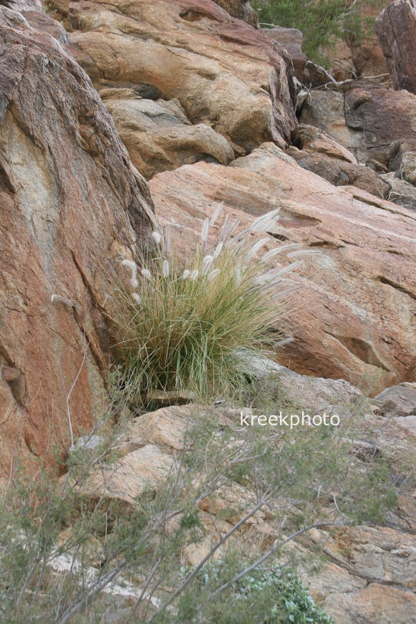 Pennisetum setaceum