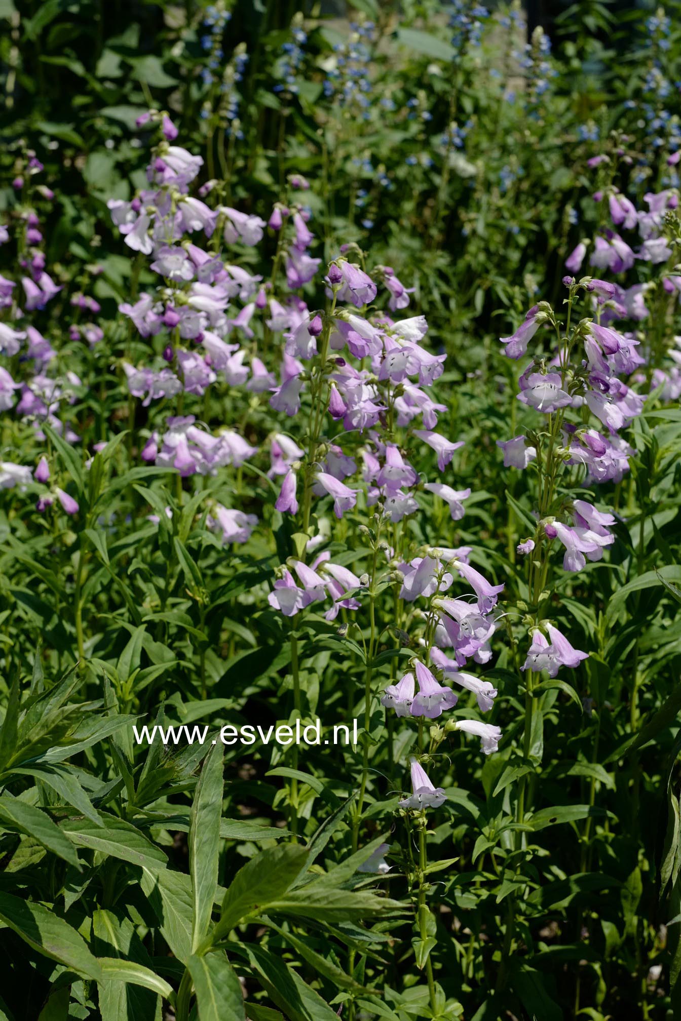 Penstemon 'Alice Hindley'