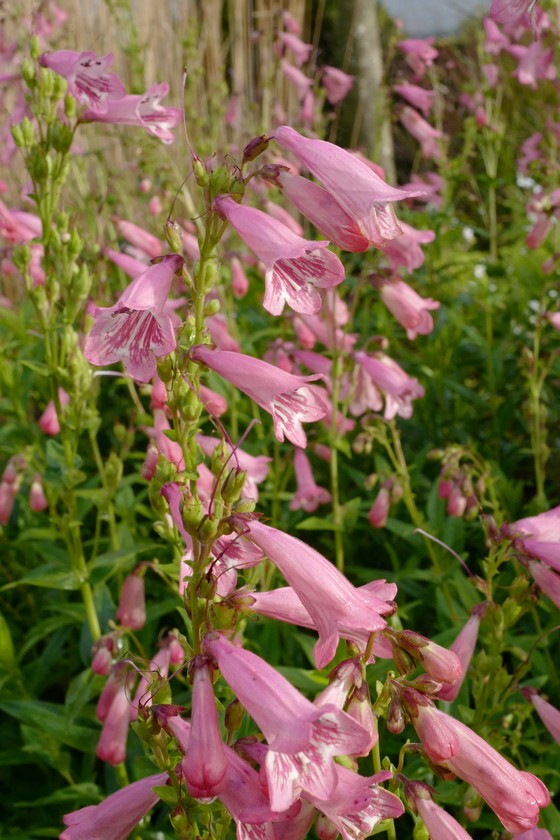 Penstemon 'Hidcote Pink'
