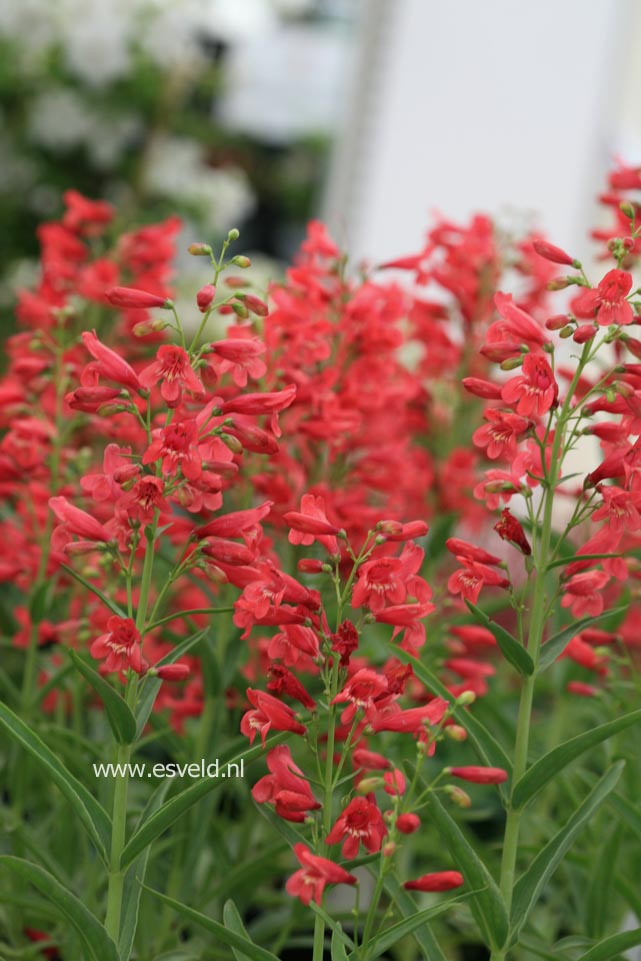 Penstemon 'Red Riding Hood'
