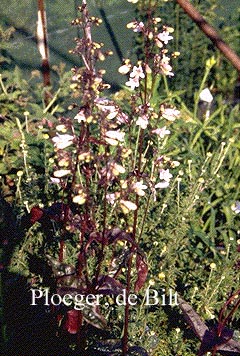 Penstemon digitalis
