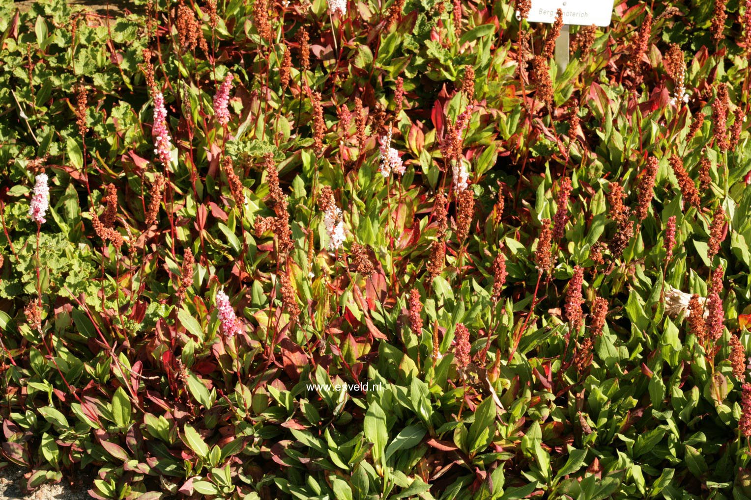 Persicaria affinis 'Kabouter'