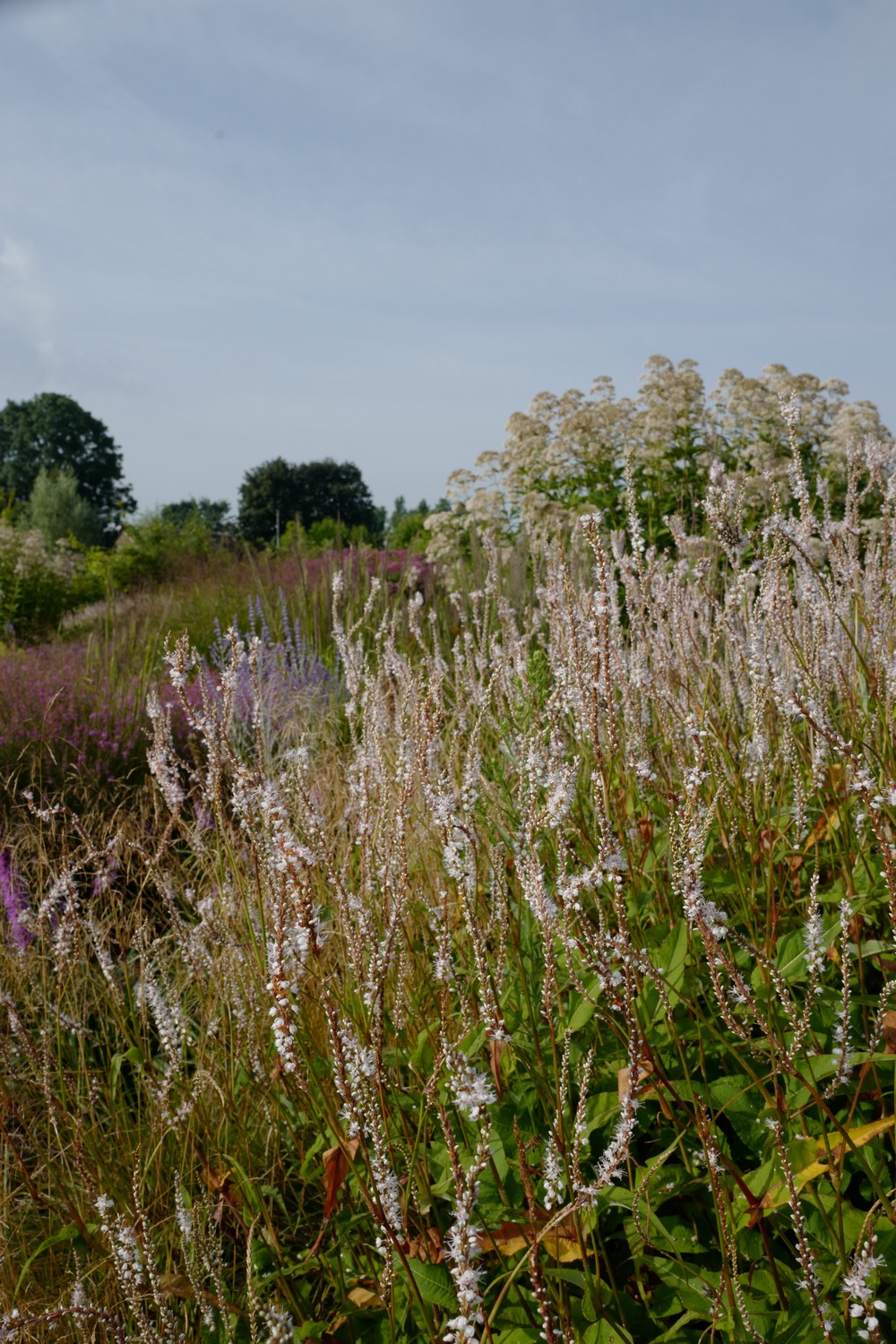 Persicaria amplexicaulis 'Alba'