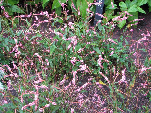 Persicaria amplexicaulis 'Pink Elephant'