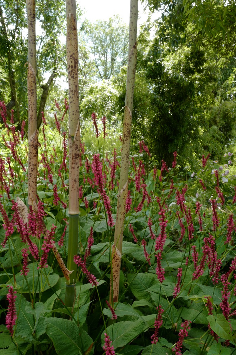 Persicaria amplexicaulis