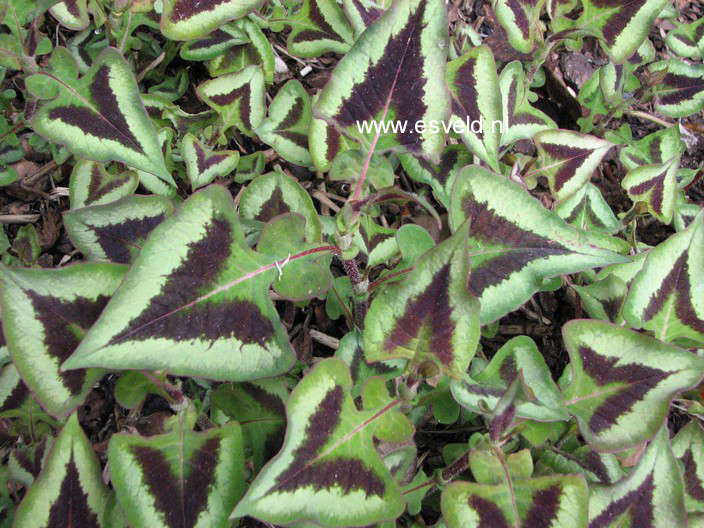 Persicaria microcephala 'Purple Fantasy'