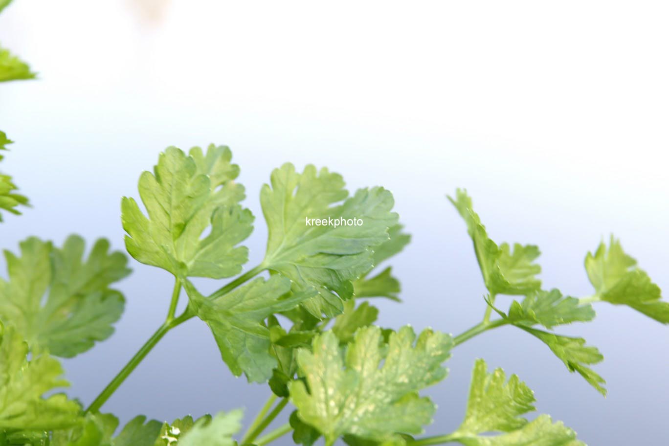 Petroselinum crispum 'Gigant d'Italia'