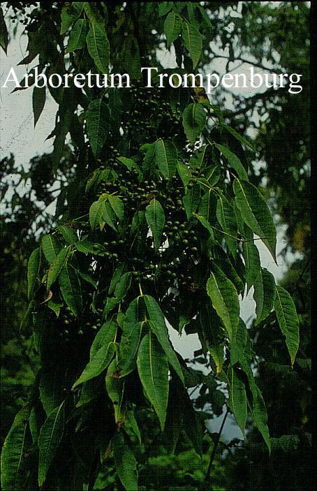 Phellodendron amurense var. lavallei
