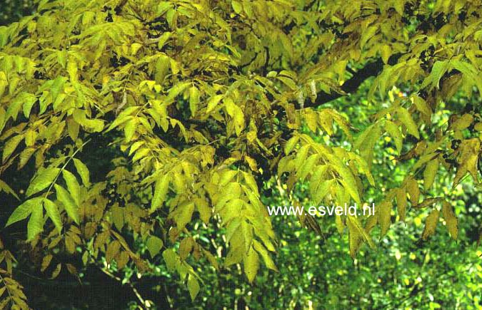 Phellodendron amurense var. sachalinense