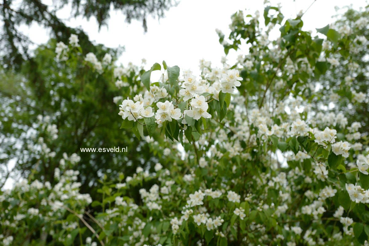 Philadelphus 'Avalanche'