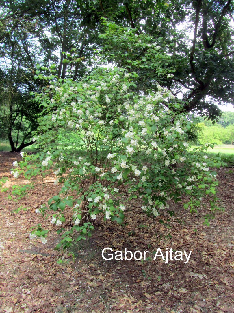Philadelphus 'Silberregen'