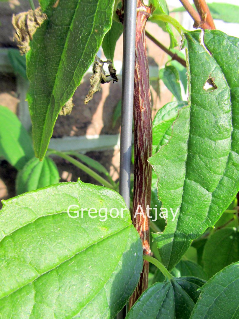 Philadelphus mexicanus