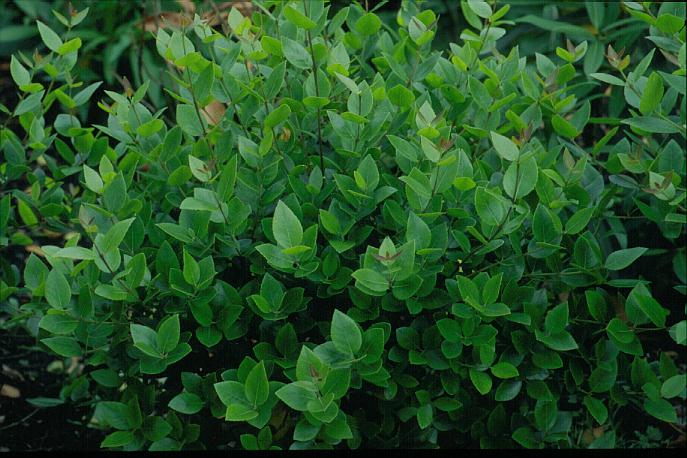 Phillyrea latifolia media