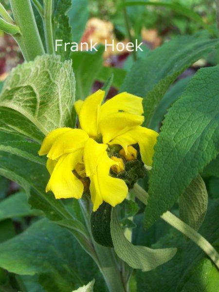 Phlomis lanata