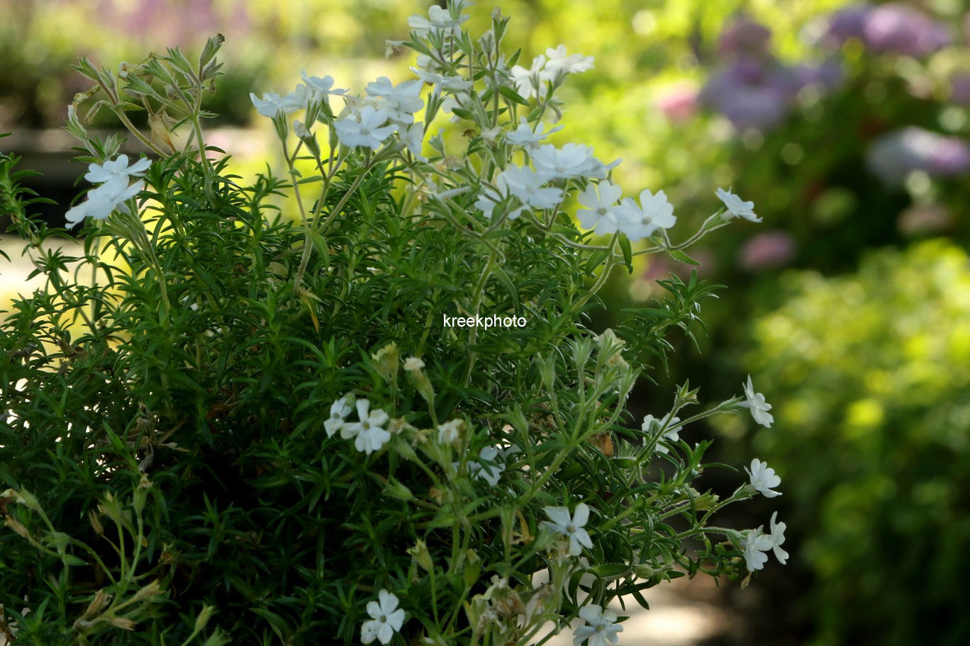 Phlox 'Iceberg'