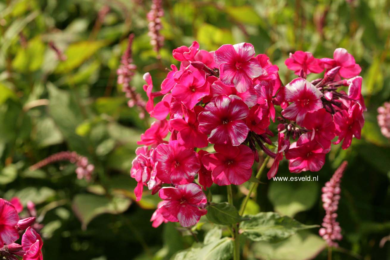 Phlox 'Septemberglut'