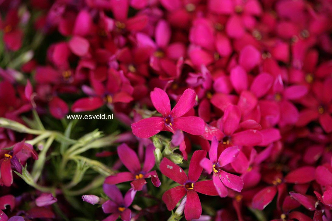 Phlox douglasii 'Ochsenblut'
