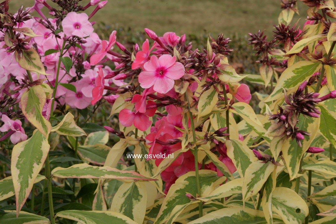 Phlox paniculata 'Becky Towe'