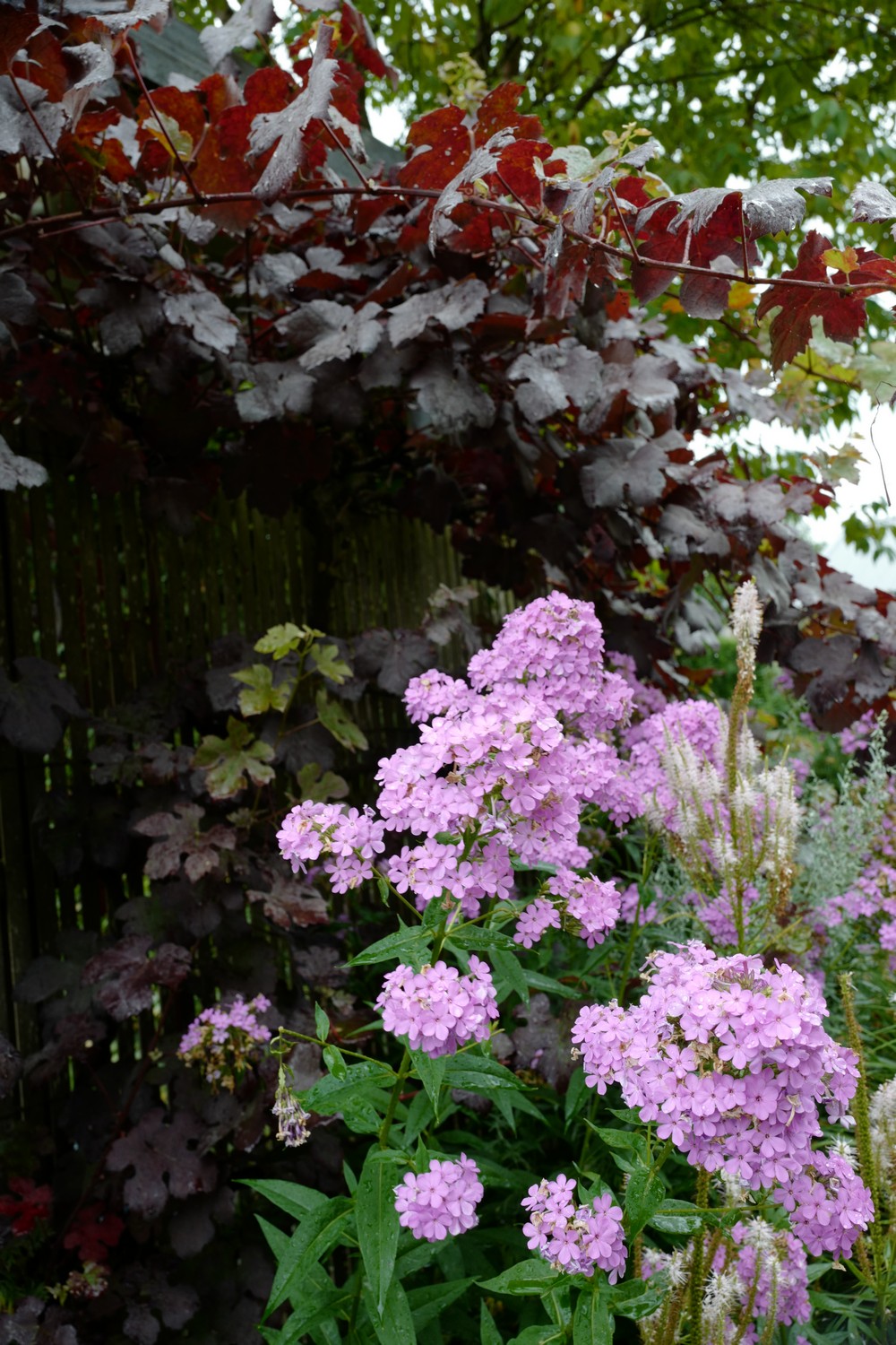 Phlox paniculata 'Hesperis'