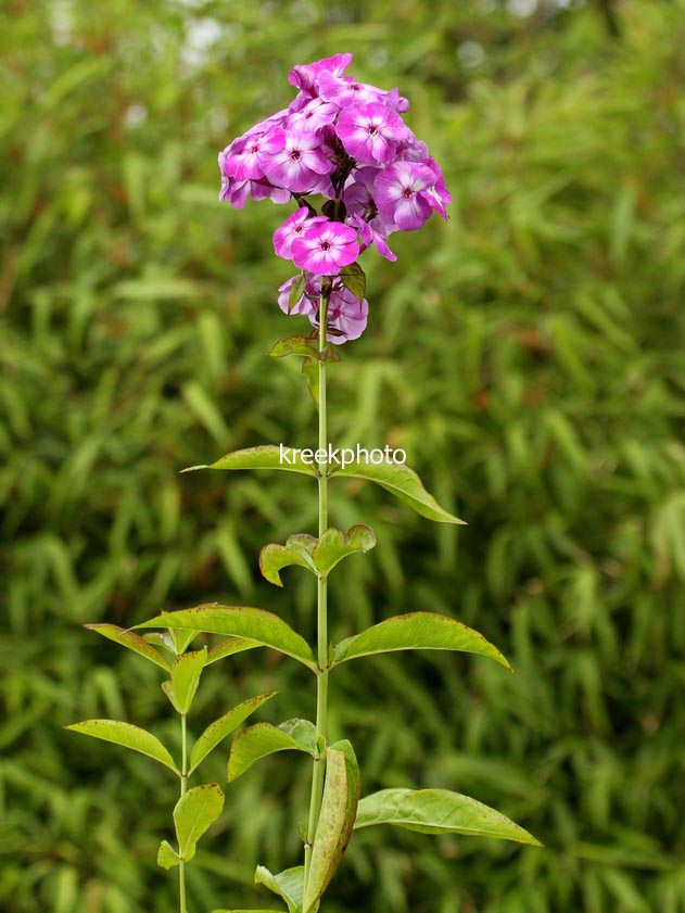 Phlox paniculata 'Laura'