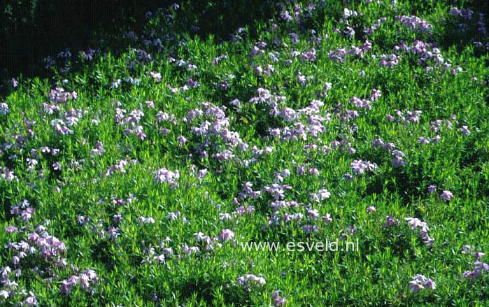 Phlox subulata