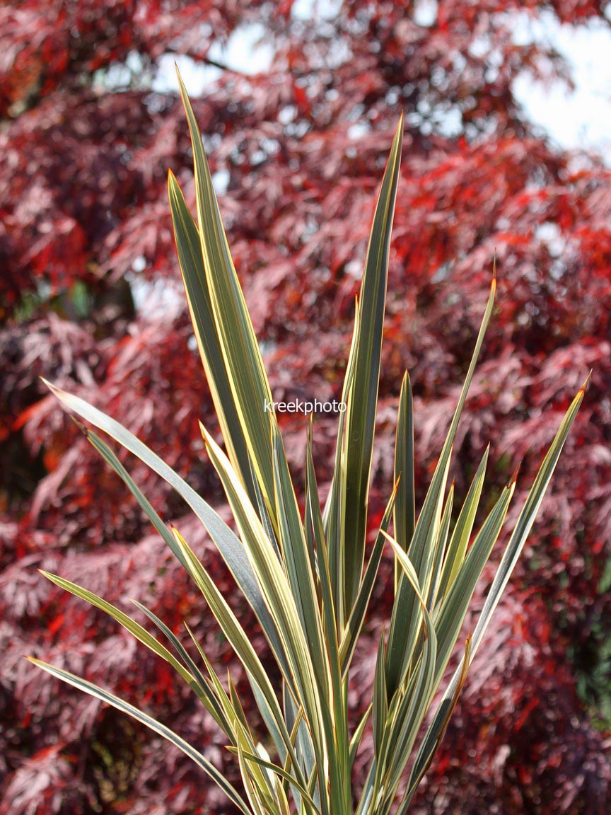 Phormium 'Alison Blackman'