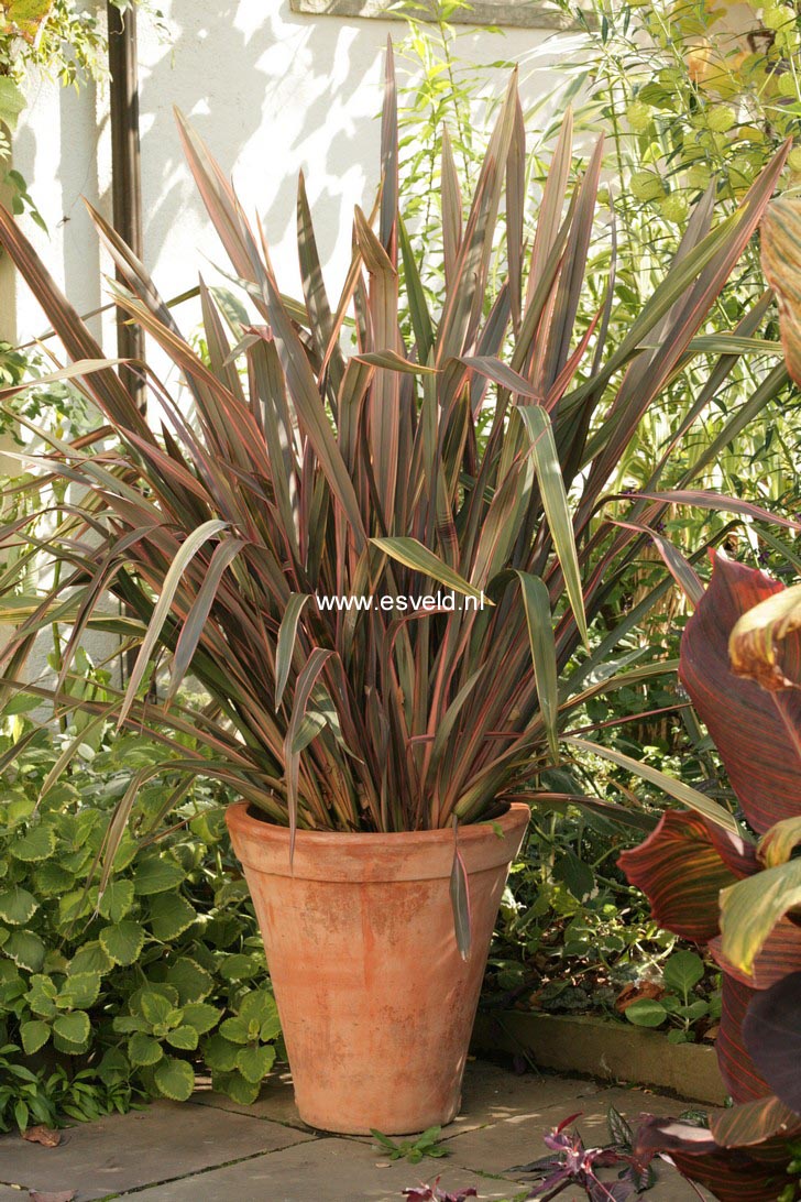 Phormium 'Sundowner'