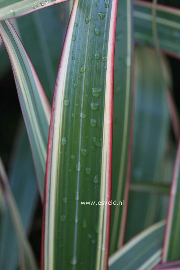 Phormium cookianum 'Tricolor'