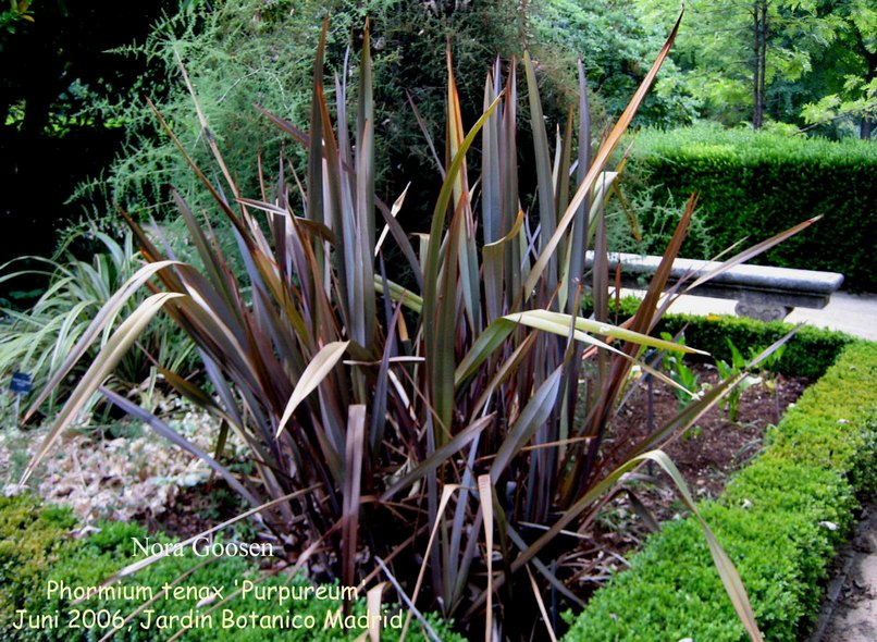 Phormium tenax 'Purpureum'