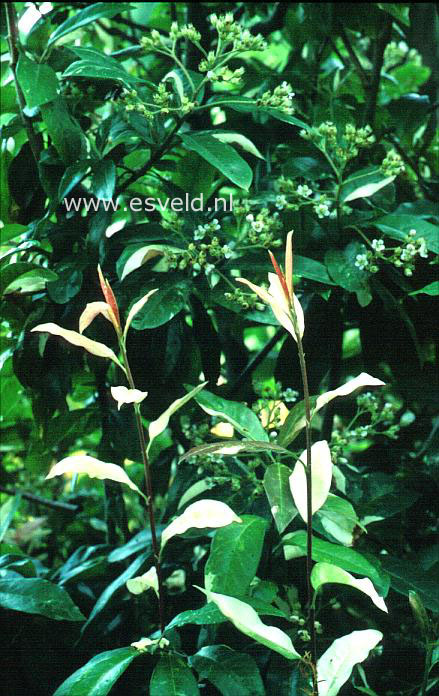 Photinia davidiana 'Palette'