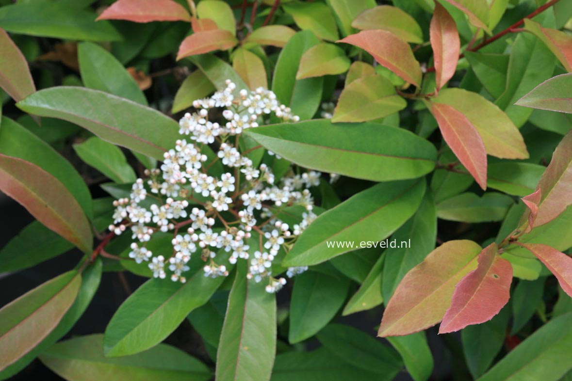 Photinia dummeri 'Winchester'