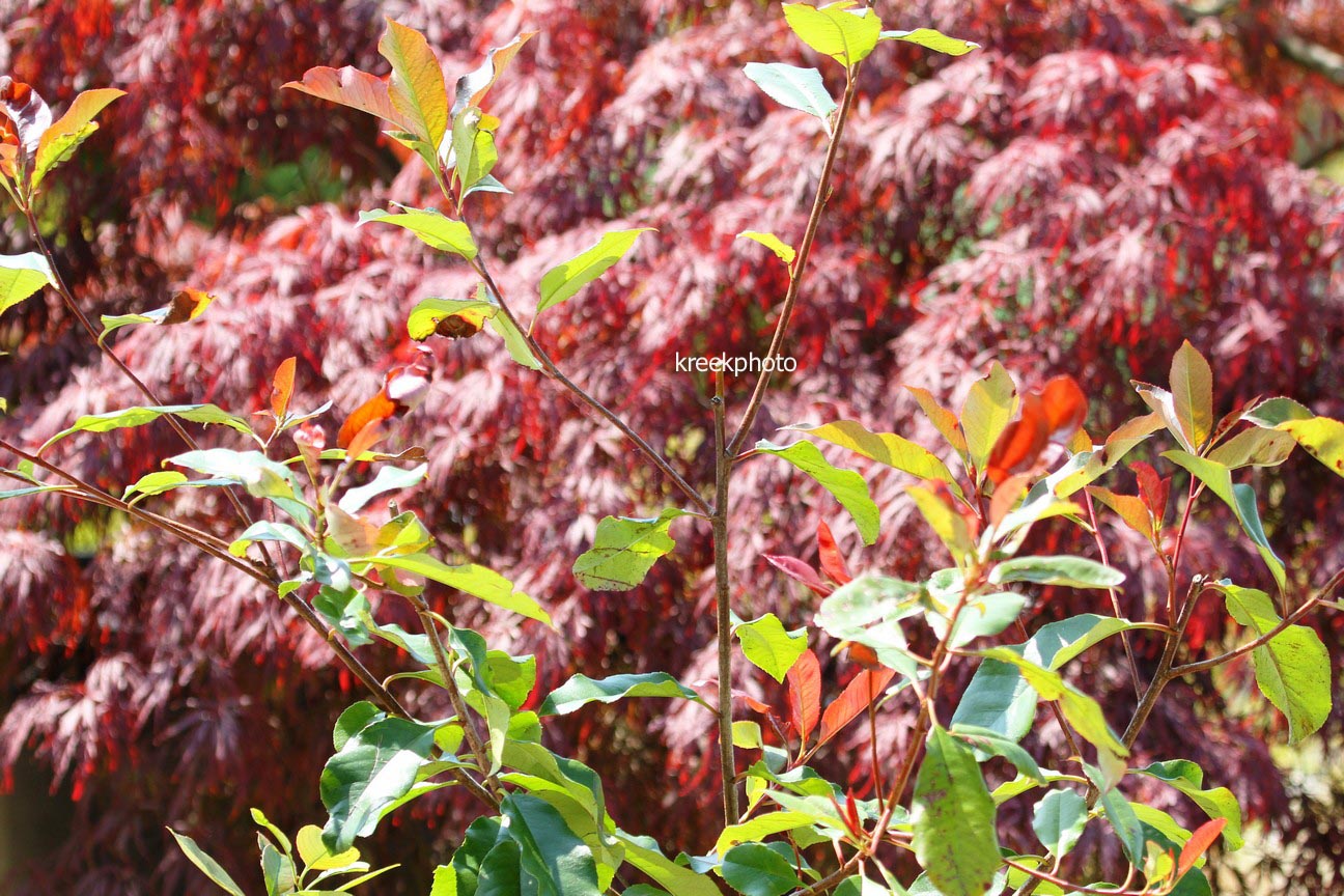Photinia fraseri 'Camilvy'
