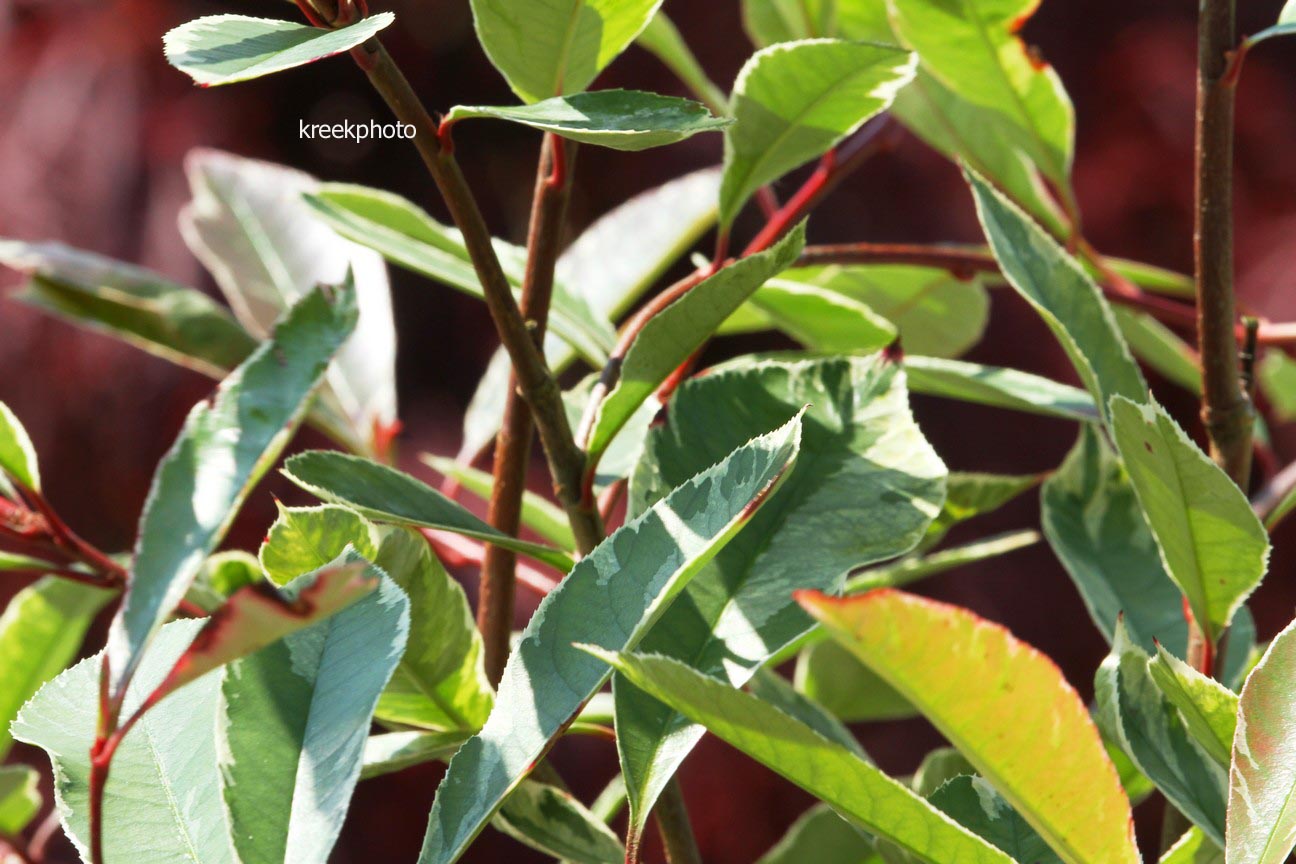 Photinia fraseri 'Cassini' (PINK MARBLE)