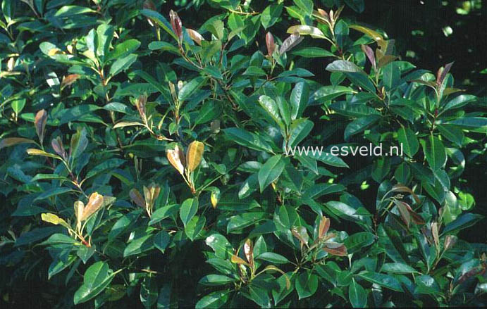Photinia fraseri 'Robusta'