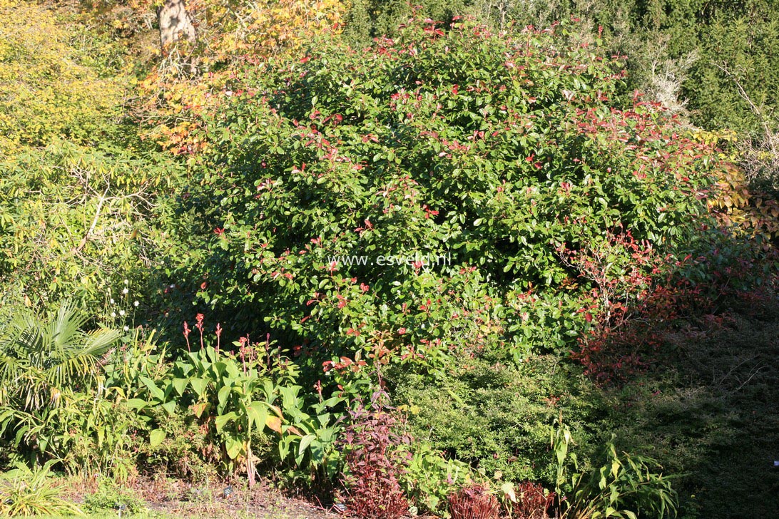 Photinia fraseri