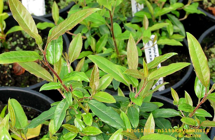Photinia niitakayamensis