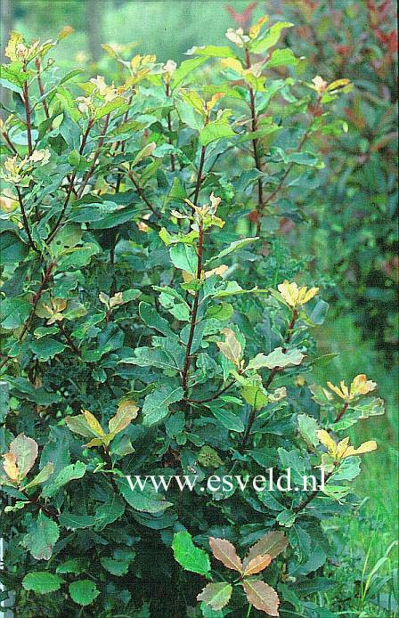 Photinia serratifolia