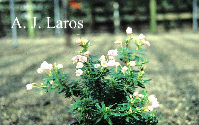 Phylliopsis hillieri 'Mermaid'