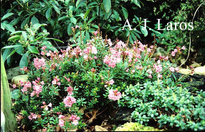 Phylliopsis hillieri 'Pinocchio'