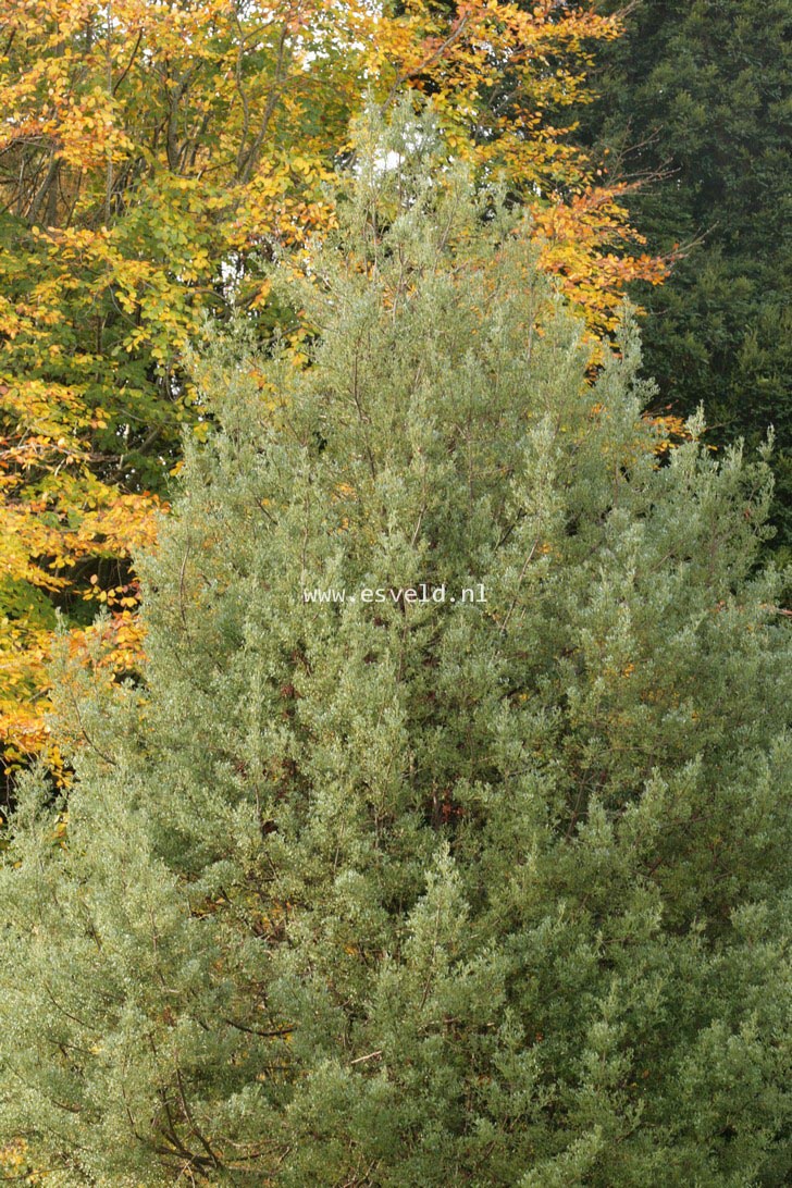 Phyllocladus aspleniifolius