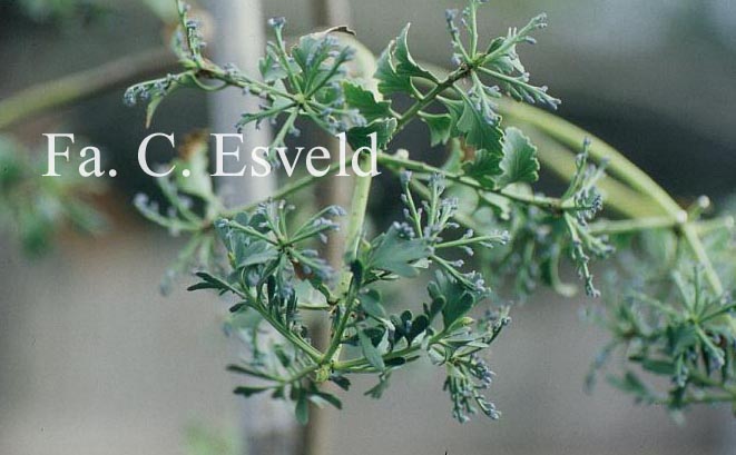 Phyllocladus trichomanoides