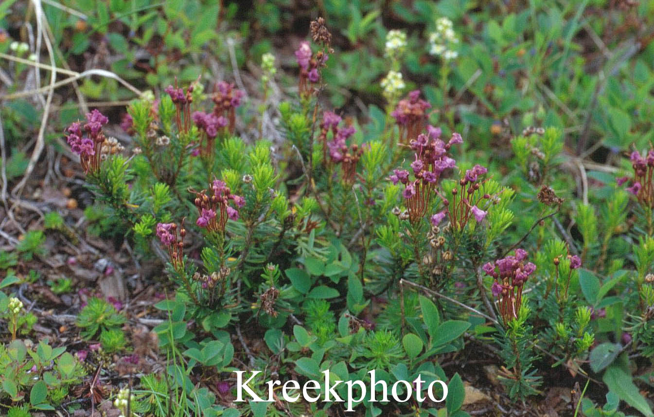 Phyllodoce empetriformis